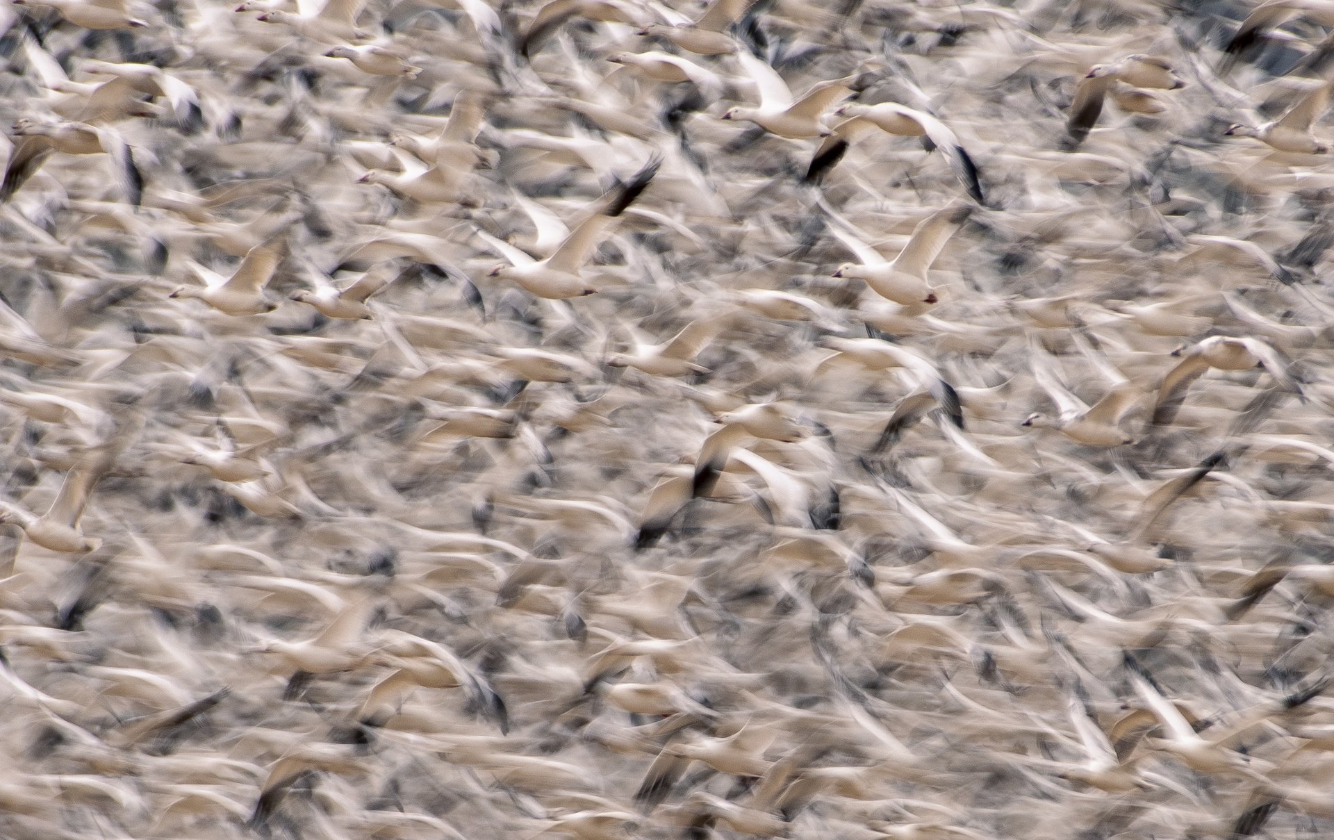 Snow Geese